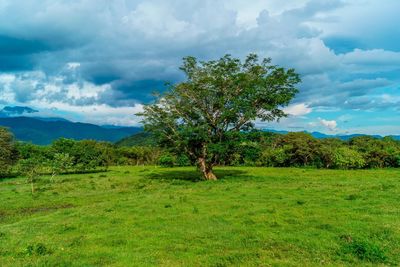 Trees on landscape against sky