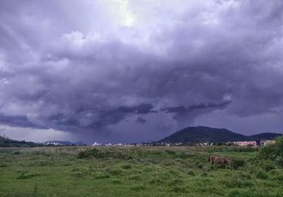 Cows grazing on field against storm clouds