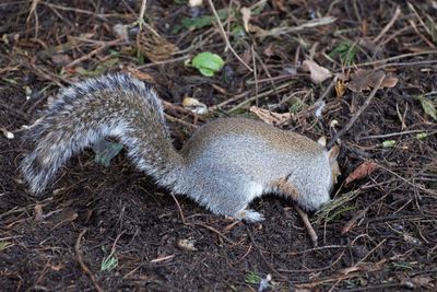 High angle view of dead tree on field