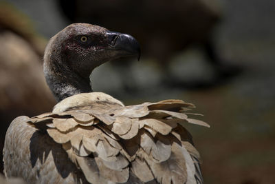 Close-up of eagle perching outdoors