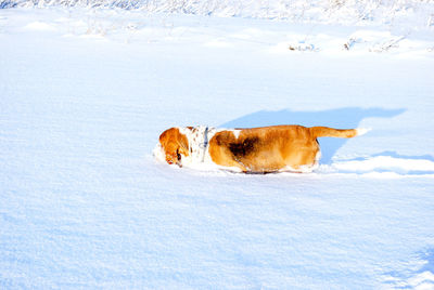 View of dog on snow covered land