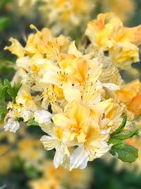 Close-up of yellow flowers