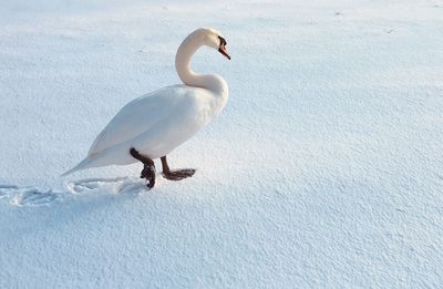 View of bird on snowy land