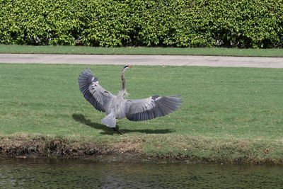 Bird flying over lake