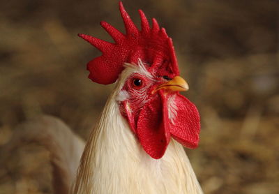 Close-up of rooster