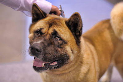 Close-up of a dog looking away