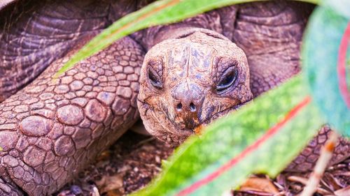 Close-up portrait of animal