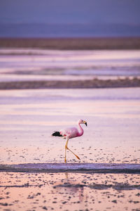 Flamingo at beach during sunset