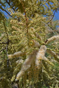 Close-up of lizard on tree