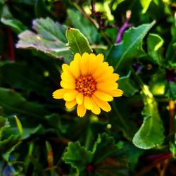 Close-up of yellow flower