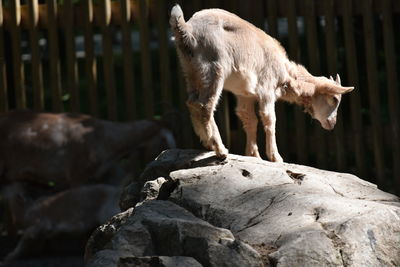 Full length of a goat standing on rock