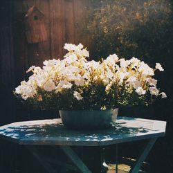 Close-up of white flowers in vase