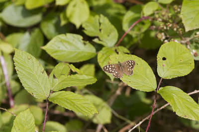 leaf