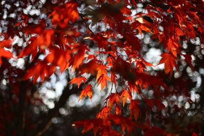 Low angle view of maple leaves on tree during autumn