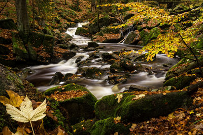 Stream flowing through rocks in forest