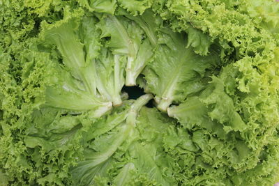 Full frame shot of fresh green lettuce leafs arranged in a circle 