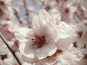 Close-up of fresh white flowers