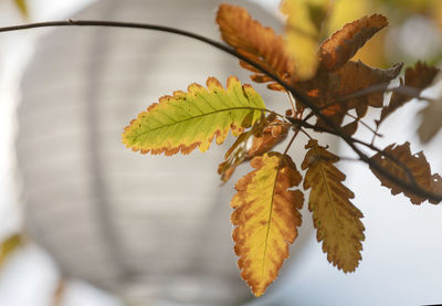 Close-up of autumnal leaves