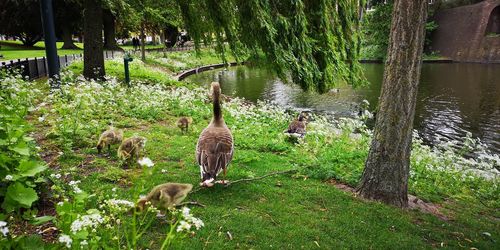 View of birds in lake