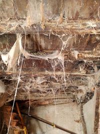 Close-up of spider web on rock