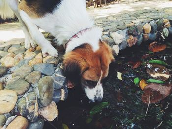 High angle view of dog drinking water from pond