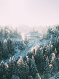 Panoramic view of pine trees in forest against sky