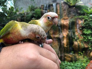 Close-up of hand holding bird