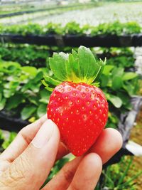 Close-up of hand holding strawberries