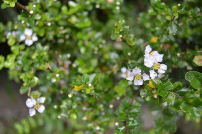 Close-up of flowers growing on tree