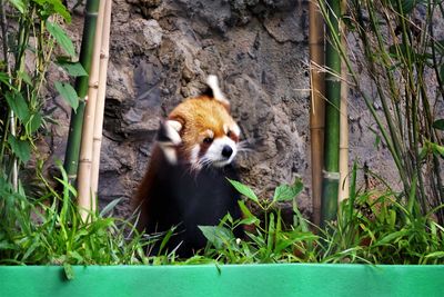 View of red panda  sitting on the grass near the bamboo