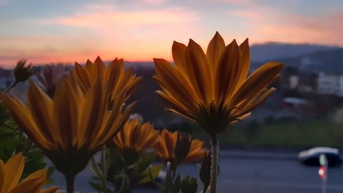 Close-up of orange flowering plant against sky during sunset