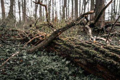 Close-up of tree trunk in forest