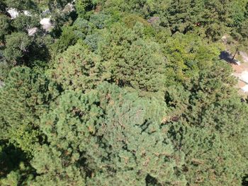 High angle view of trees in forest