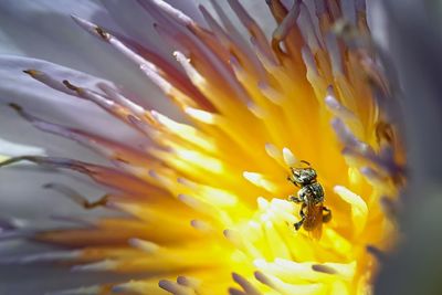 Macro shot of bee pollinating on flower