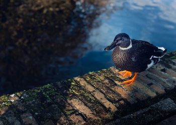 Close-up of bird perching on rock