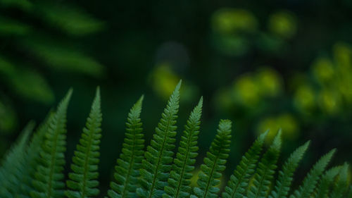 Detail shot of fern