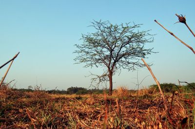 View of landscape against clear sky