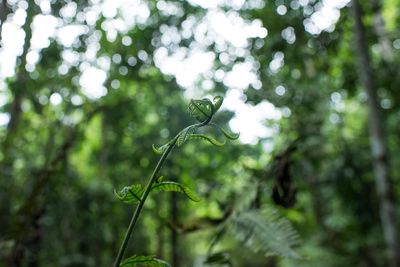 Low angle view of bird on plant in forest