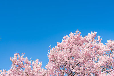 Low angle view of cherry blossom tree against blue sky