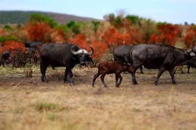 Horses on field against sky