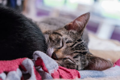 Close-up of kitten sleeping