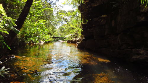 Stream flowing through forest