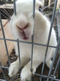 Close-up of cat in cage