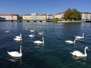 Swans swimming in lake