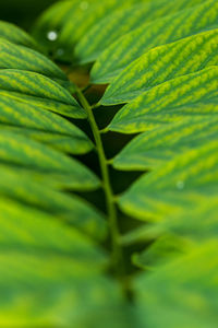 Full frame shot of fresh green leaves