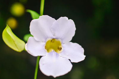 Close-up of white flower blooming outdoors