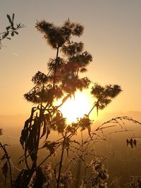 Low angle view of silhouette tree against clear sky