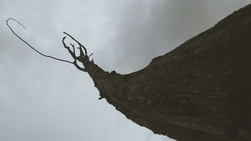 Low angle view of bare trees against sky