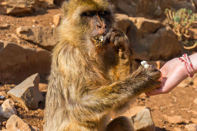 Close-up of hand holding monkey