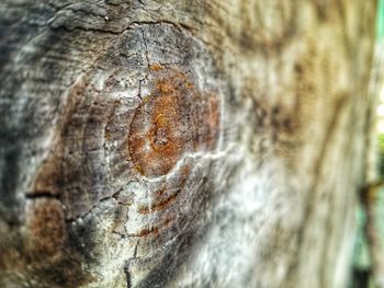 Close-up of lizard on tree trunk